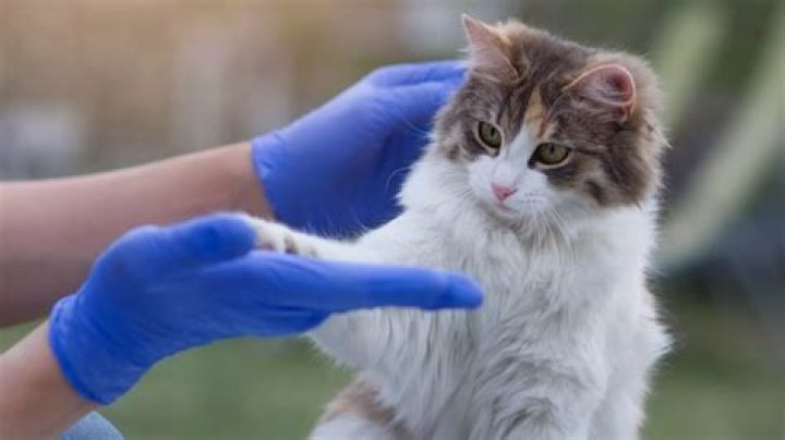 Discoveries And Insights Into Veterinary Medicine And Animal Advocacy