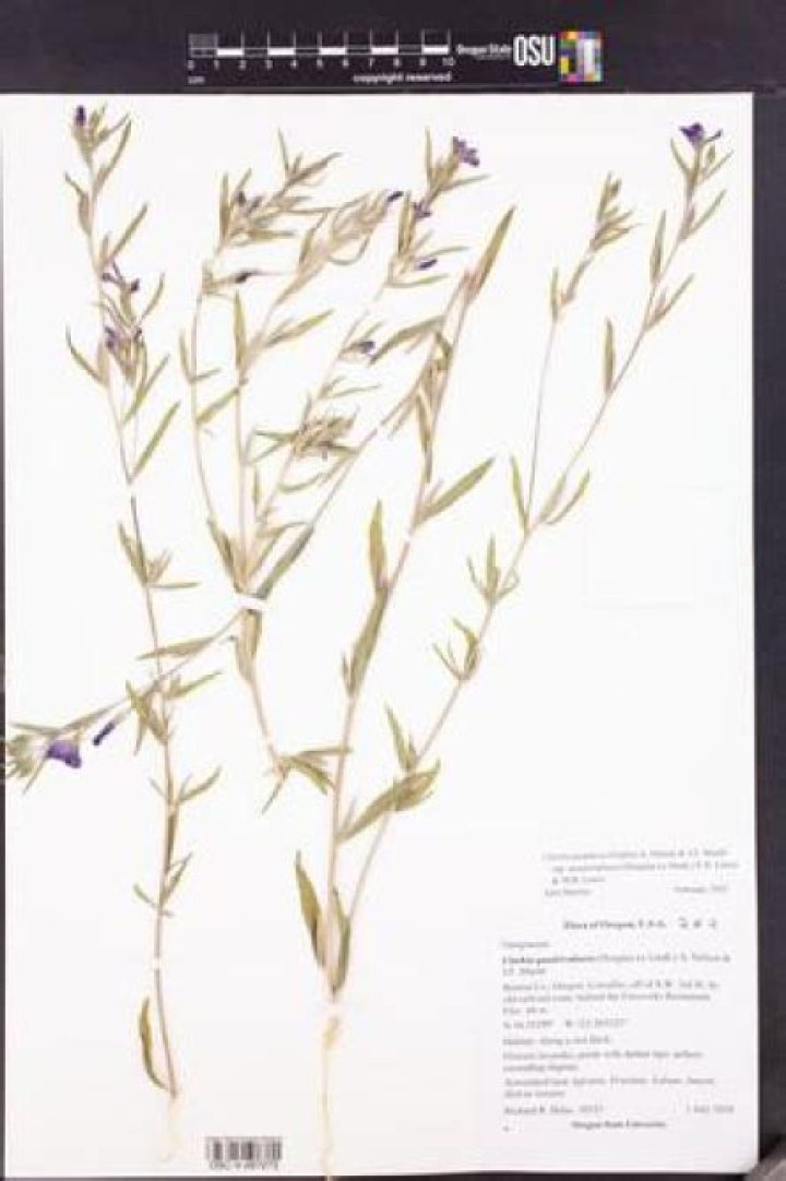 Unveiling The Enchanting World Of Millie De Molina: Discoveries And Insights