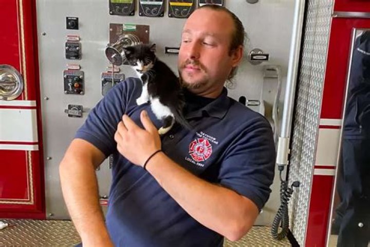 Unveiling The Heartwarming Saga Of Kitten Rescue: Robert Brantley's Mission